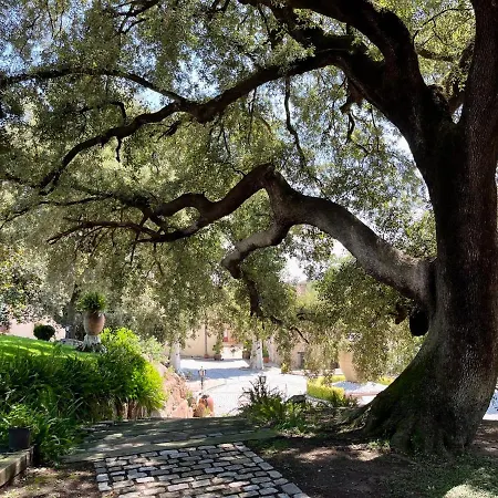 Masia Viver - Olive Oil Tourism *